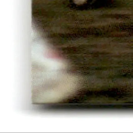 White and brown fuzzy kitten for Skybox Football Impact Steve Young San Francisco 49ers