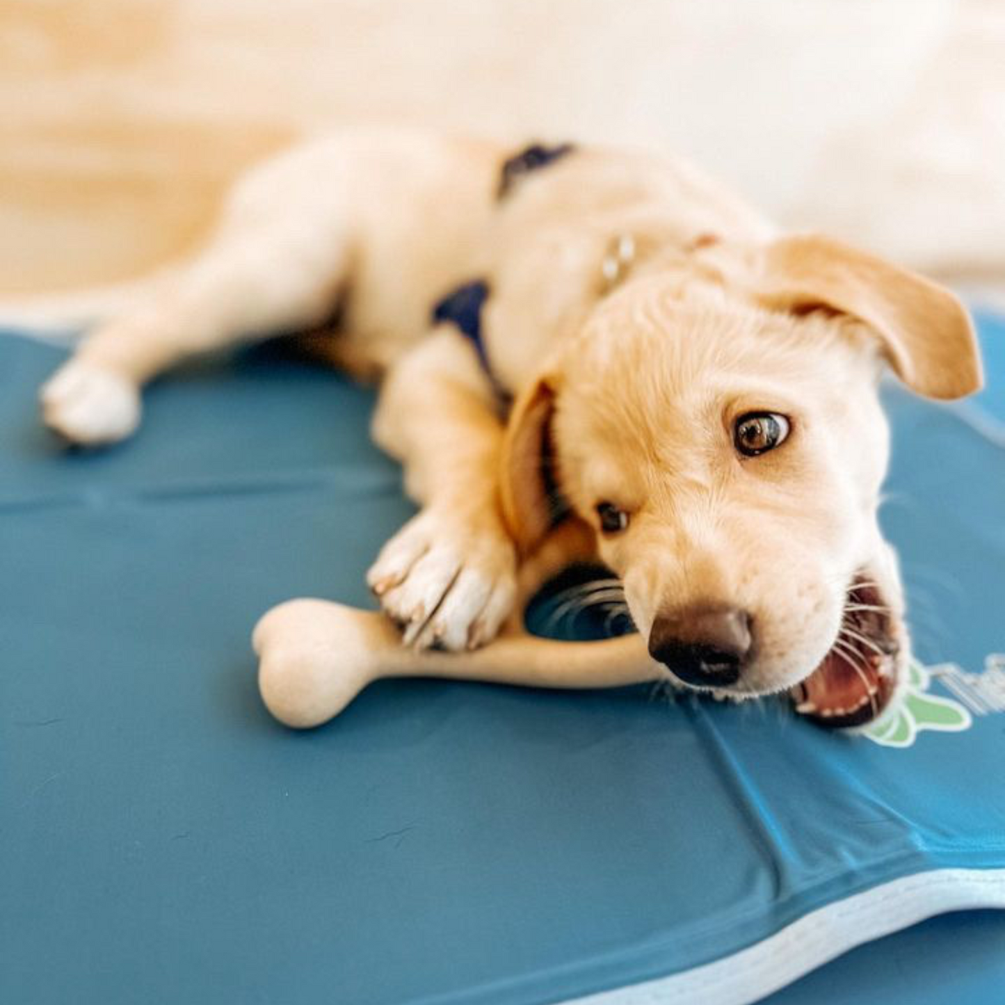 SOFT Durability CHEW TOY: Perfect Natural Chew for Teething Puppies, Senior Dogs & Gentle Chewers | Natural, Eco-Friendly, Non-Toxic