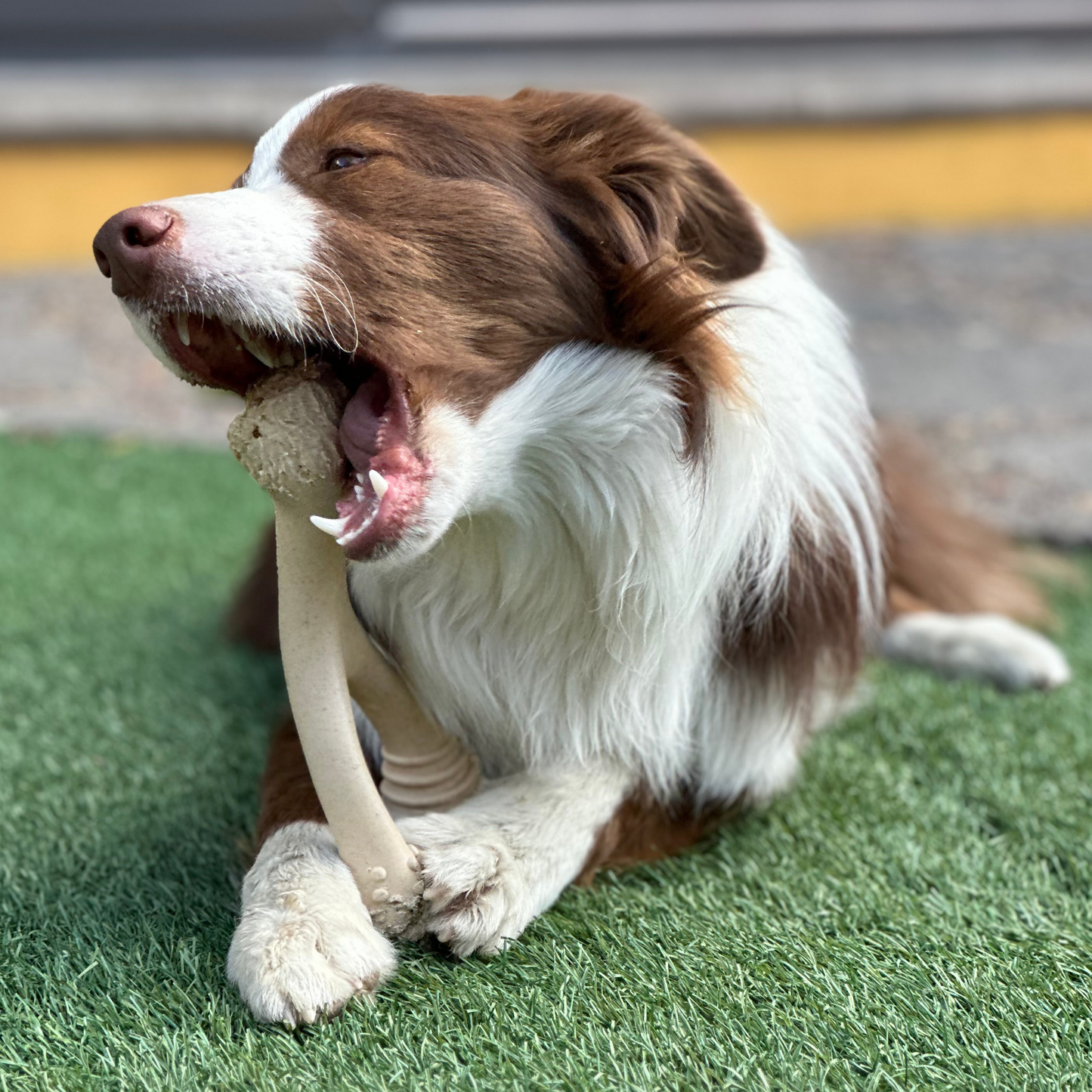 SOFT Durability CHEW TOY: Perfect Natural Chew for Teething Puppies, Senior Dogs & Gentle Chewers | Natural, Eco-Friendly, Non-Toxic