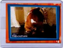 Guinea pig in blue and orange framed screen for Osbournes Turd Case Topper Loader