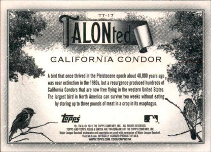 2023 Topps Allen and Ginter TALON-ted #TT-17 California Condor NM Near ID:66690 - Trading Cards